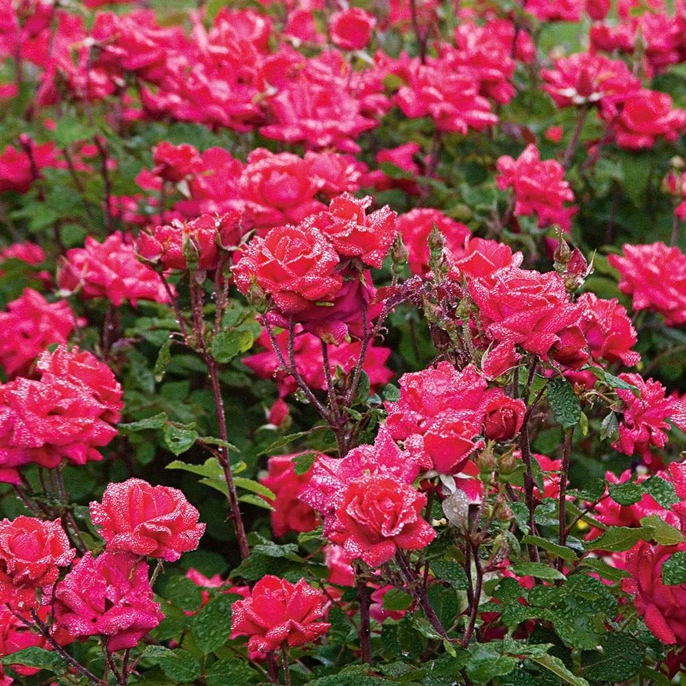 Rose Flowers Flower: Complete Guide to Growing Beautiful Rose Plants