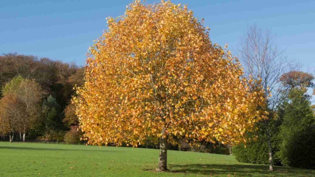 Why Plant a Tulip Tree? Benefits of Tulip Poplar