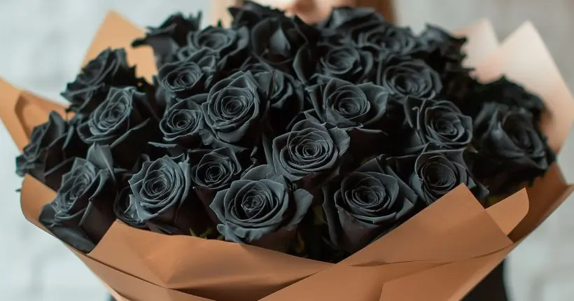 Black Rose Meaning: What Black Roses Symbolize and The Story Behind Them