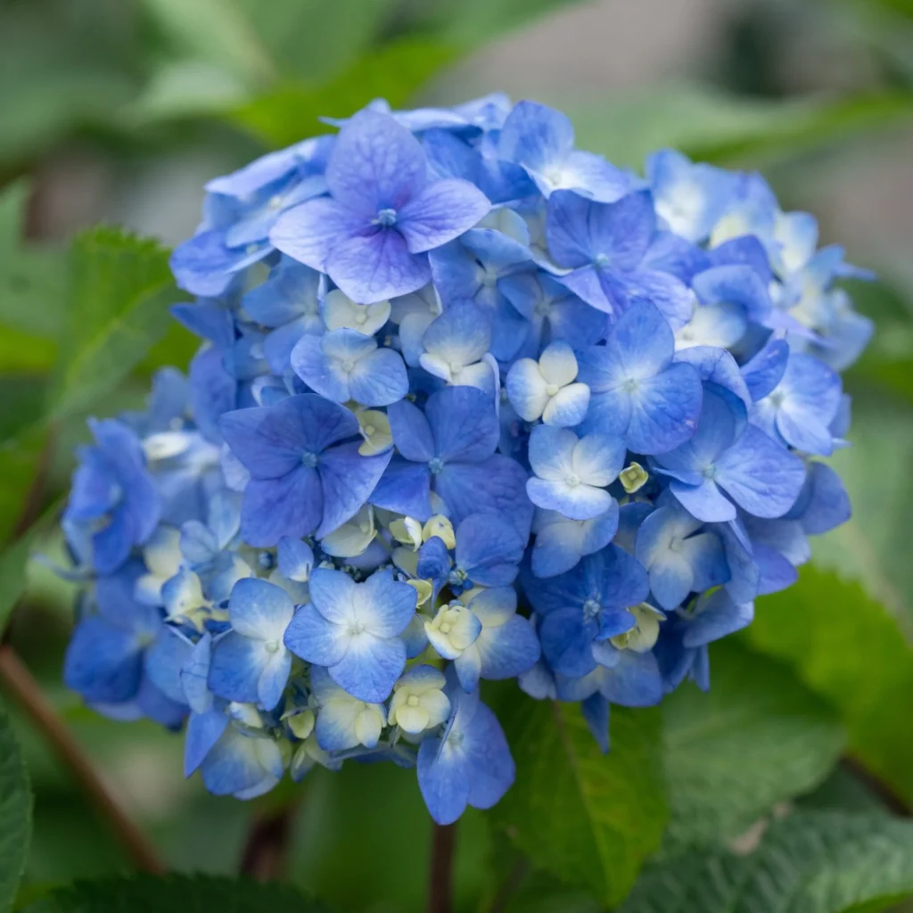Beautiful Flowers That Will Transform Your Garden