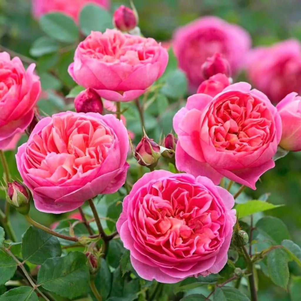 Rose Flowers Flower: Complete Guide to Growing Beautiful Rose Plants