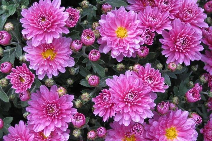 13 Types of Chrysanthemum: Beautiful Mum Flower Varieties