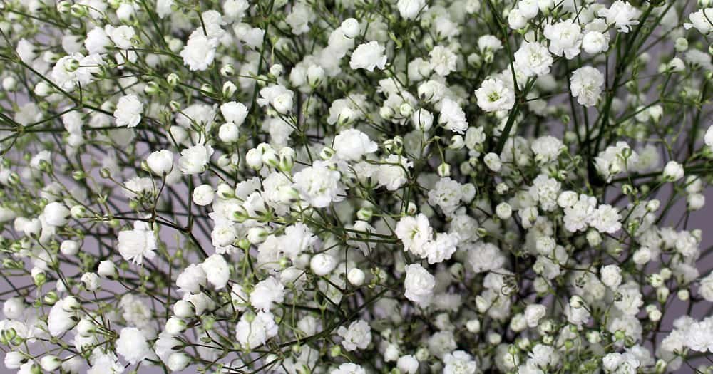 Baby Breath: How to Grow and Care for Gypsophila