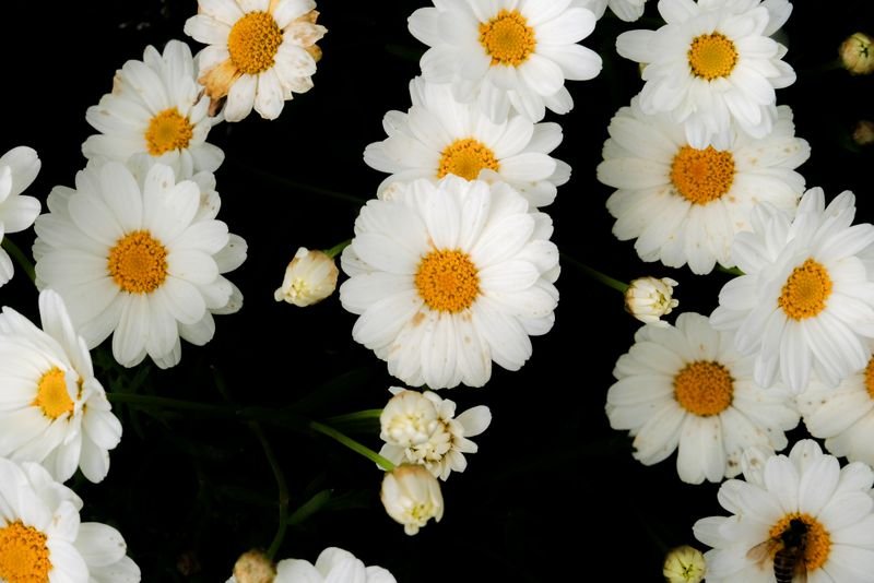 Types Of Daisies You Should Grow In Your Garden