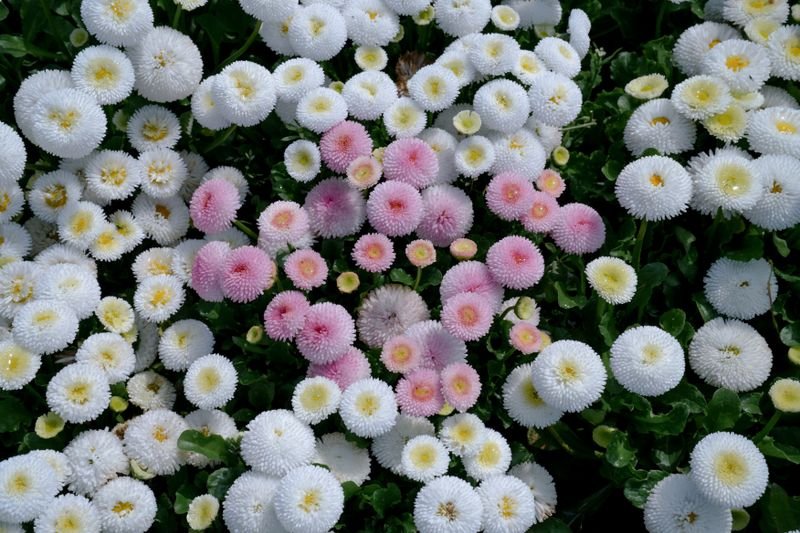 Types Of Daisies You Should Grow In Your Garden