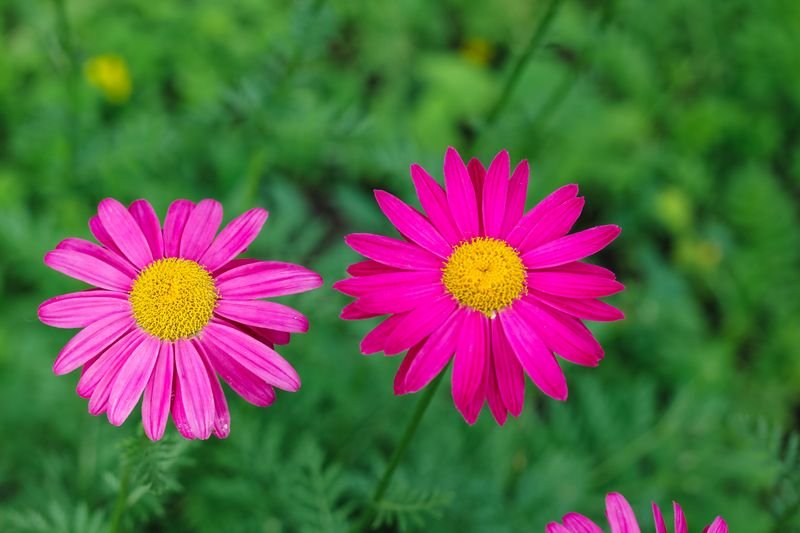 Types Of Daisies You Should Grow In Your Garden