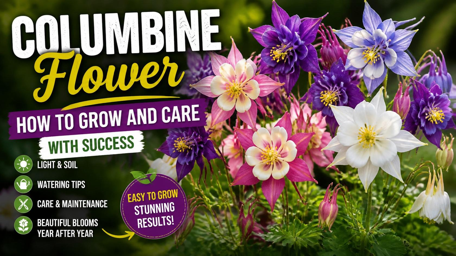 Columbine Flower — How To Grow And Care With Success Beautiful Columbine flowers blooming in a cottage garden with hummingbirds, showing a natural low-maintenance landscape