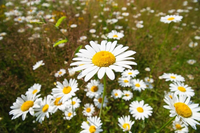 Types Of Daisies You Should Grow In Your Garden