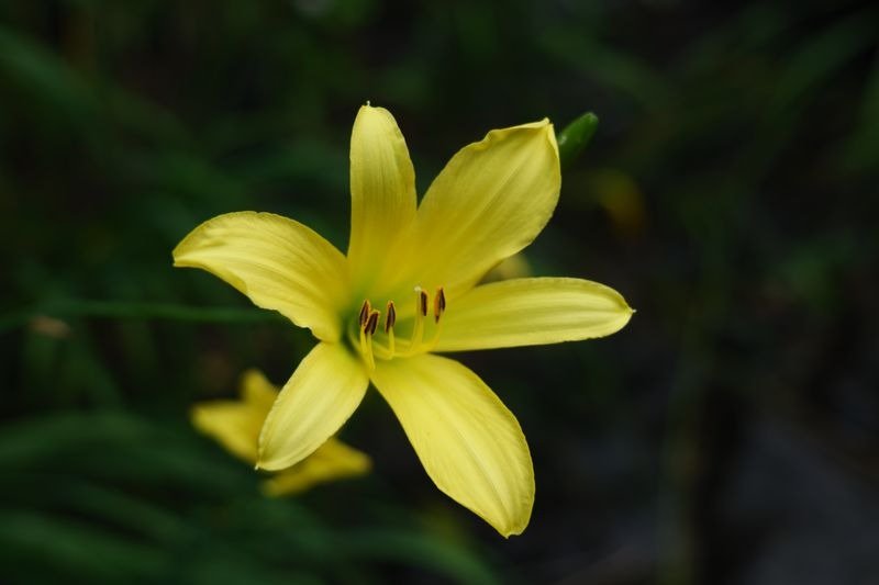 Top Daylilies: The Complete Grower’s Guide