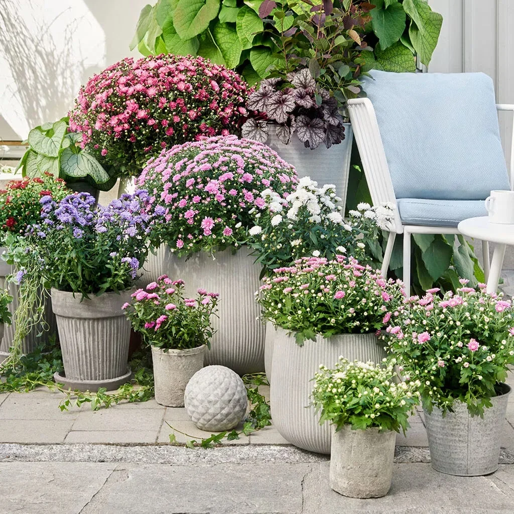 13 Types of Chrysanthemum: Beautiful Mum Flower Varieties