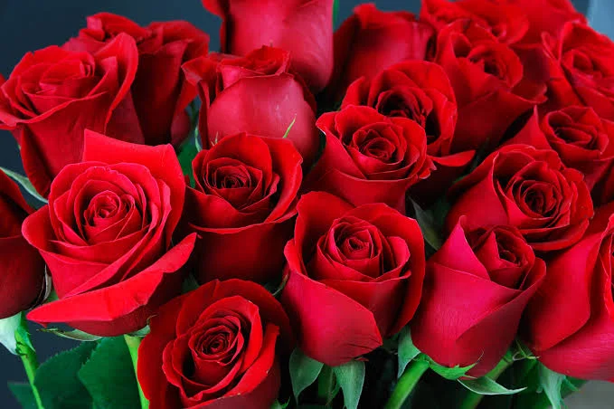 Rose Definition: What Is a Rose? Facts, Scientific Name, and Botanical Guide