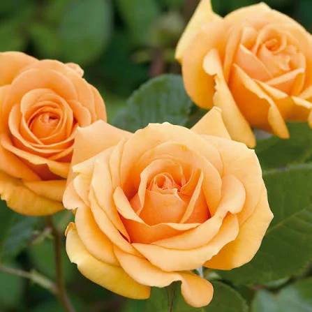 Rose Flowers Flower: Complete Guide to Growing Beautiful Rose Plants
