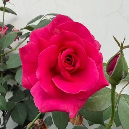 Beautiful Flowers That Will Transform Your Garden