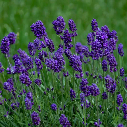 Beautiful Flowers That Will Transform Your Garden
