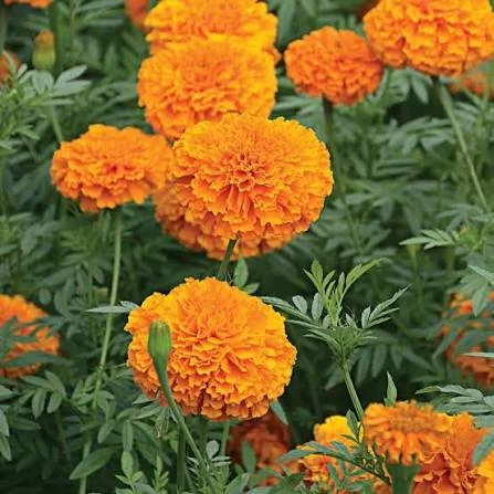 Beautiful Flowers That Will Transform Your Garden