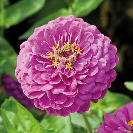 Beautiful Flowers That Will Transform Your Garden