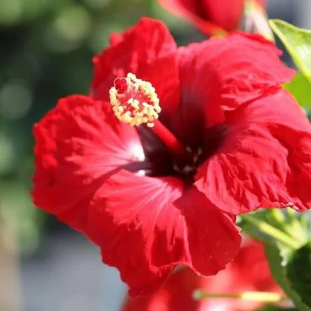 Beautiful Flowers That Will Transform Your Garden