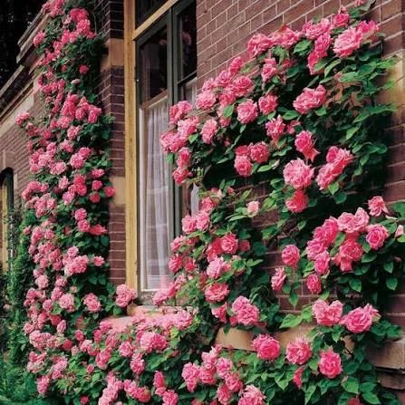 Pink Roses: From Climbing Roses to the Perfect Bush Rose