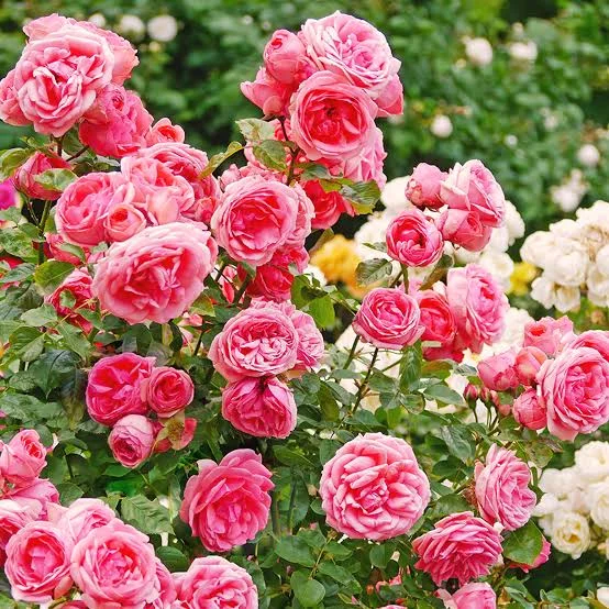Pink Roses: From Climbing Roses to the Perfect Bush Rose