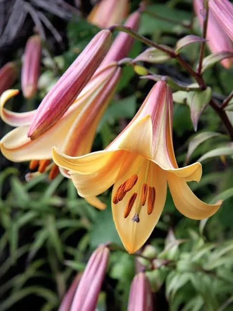 Lilies Flowers: From Garden Favorites to Stunning Arrangements
