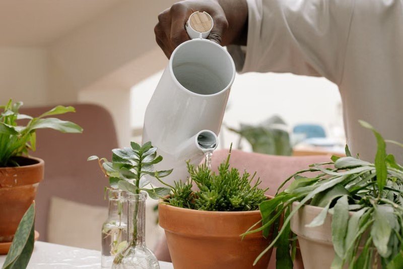 Yucca Plant Care Guide: How to Grow and Maintain a Healthy Yucca