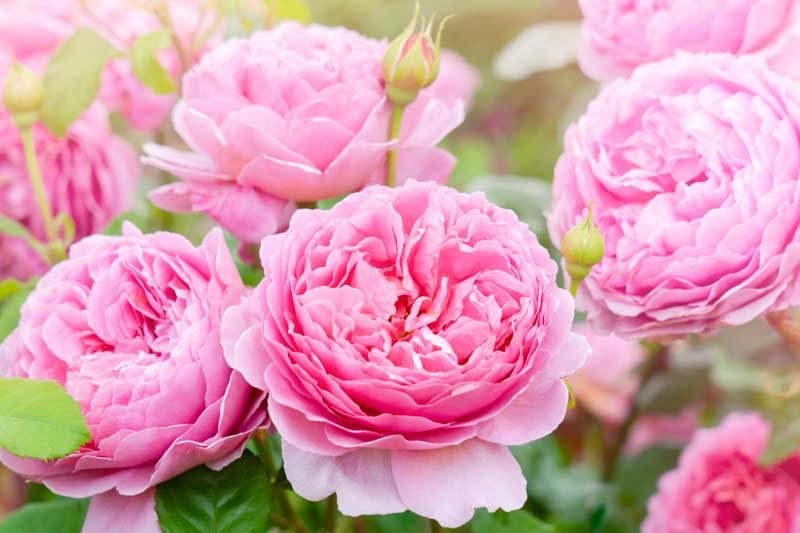 Pink Roses: From Climbing Roses to the Perfect Bush Rose