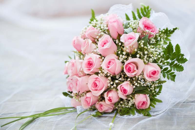 Pink Roses: From Climbing Roses to the Perfect Bush Rose