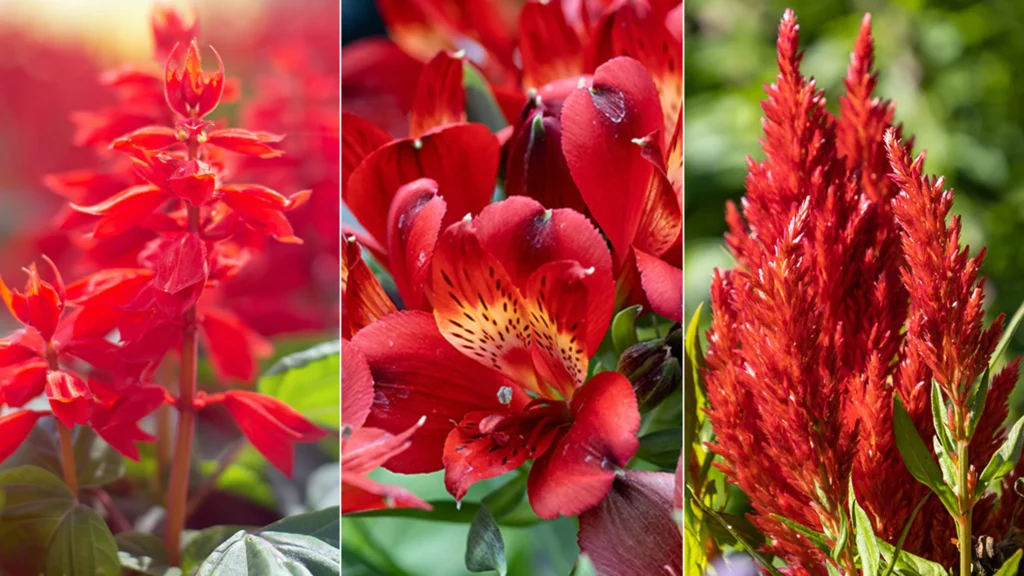 Red Flowers: A Bold Statement For Your Garden And Bouquets