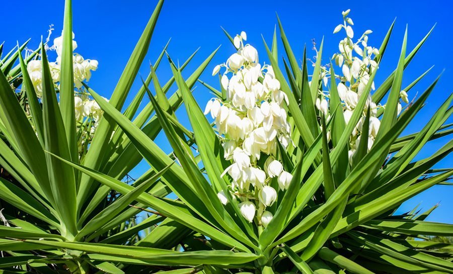 Yucca Plant Care Guide: How to Grow and Maintain a Healthy Yucca