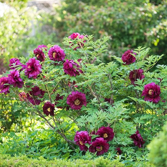 Learn How To Plant And Care For Your Peonies