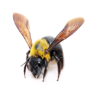 Garden Pest Identification: Common Bugs and Damage Control