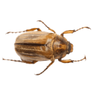 Garden Pest Identification: Common Bugs and Damage Control