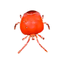 Garden Pest Identification: Common Bugs and Damage Control