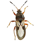 Garden Pest Identification: Common Bugs and Damage Control