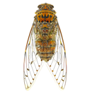 Garden Pest Identification: Common Bugs and Damage Control