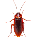 Garden Pest Identification: Common Bugs and Damage Control