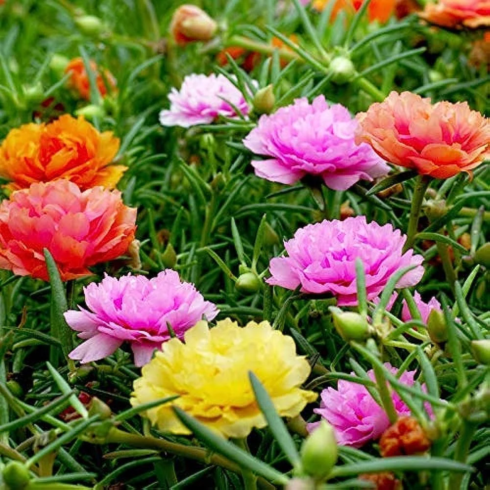 Best Annual Flowers for Sun: A Practical Guide for Beds, Pots and Baskets