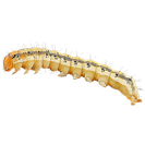 Garden Pest Identification: Common Bugs and Damage Control