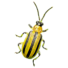 Garden Pest Identification: Common Bugs and Damage Control