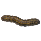 Garden Pest Identification: Common Bugs and Damage Control