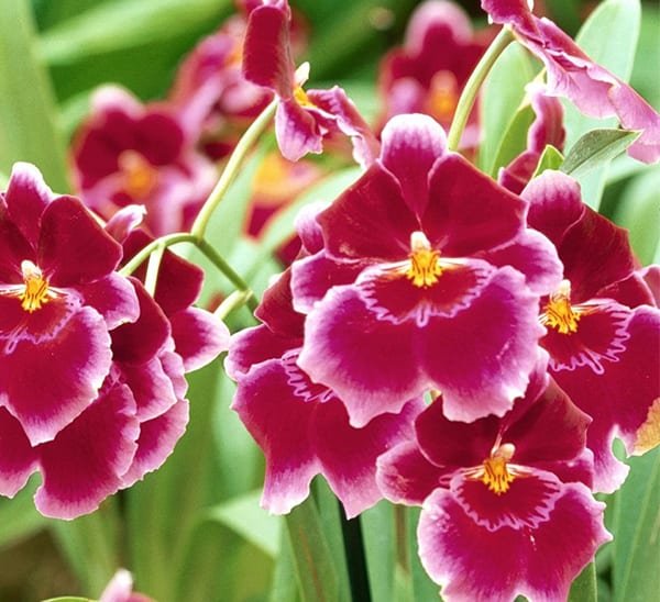 12 Most Popular Orchids: Beautiful Types to Grow at Home