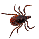 Garden Pest Identification: Common Bugs and Damage Control