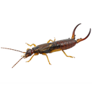 Garden Pest Identification: Common Bugs and Damage Control