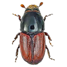 Garden Pest Identification: Common Bugs and Damage Control