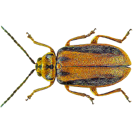 Garden Pest Identification: Common Bugs and Damage Control