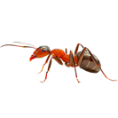 Garden Pest Identification: Common Bugs and Damage Control