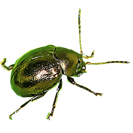 Garden Pest Identification: Common Bugs and Damage Control