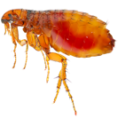 Garden Pest Identification: Common Bugs and Damage Control