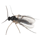 Garden Pest Identification: Common Bugs and Damage Control