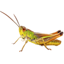 Garden Pest Identification: Common Bugs and Damage Control